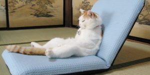 cat cat
